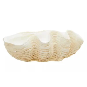 Natura Clam Shell Bowl - Image 8